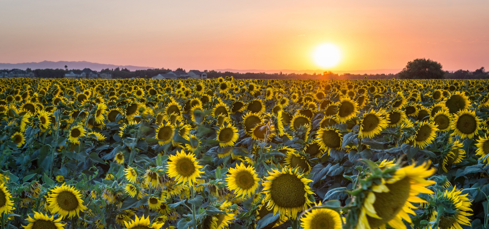 Field of sunflowers